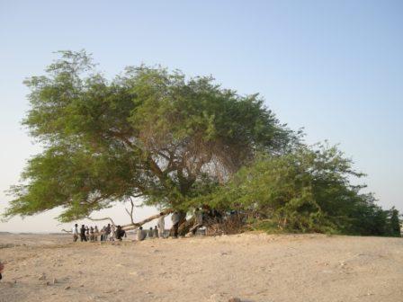 Tree of life